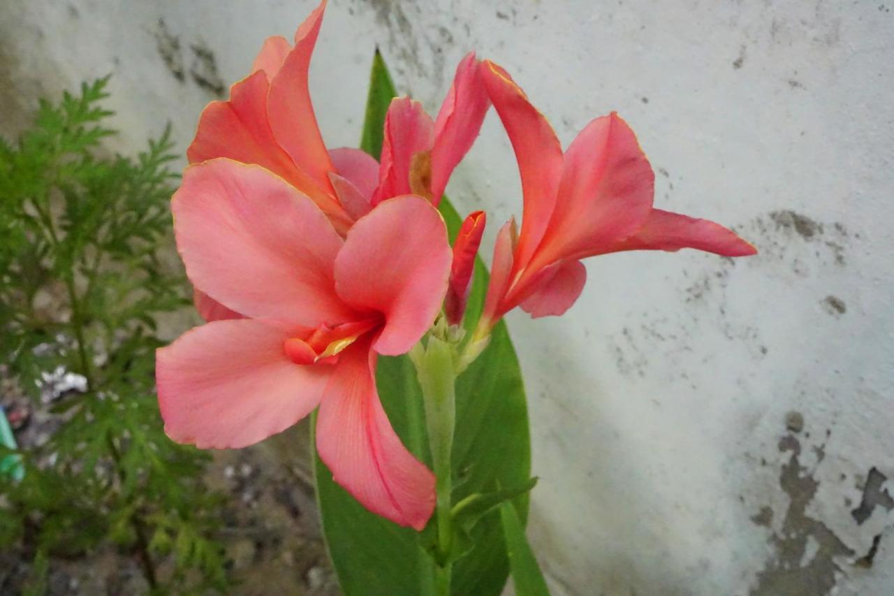 Homestay Minh Tu เว้ ภายนอก รูปภาพ